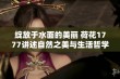 绽放于水面的美丽 荷花1777讲述自然之美与生活哲学